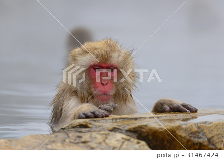 温泉に入るサル 長野 地獄谷野猿公苑 温泉に入るサル 長野 地獄谷野猿公苑 31467424