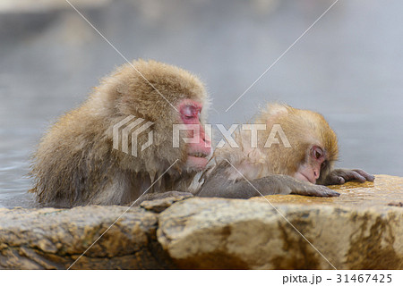 温泉に入るサル 長野 地獄谷野猿公苑 温泉に入るサル 長野 地獄谷野猿公苑 31467425