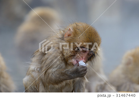 温泉に入るサル 長野 地獄谷野猿公苑 温泉に入るサル 長野 地獄谷野猿公苑 31467440