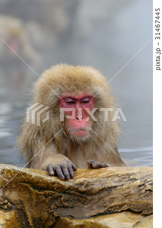 温泉に入るサル　長野　地獄谷野猿公苑 31467445