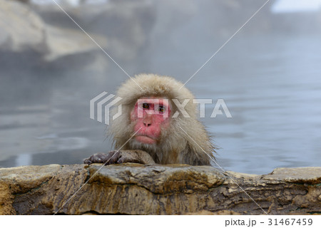 温泉に入るサル 長野 地獄谷野猿公苑の写真素材