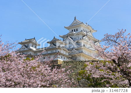 兵庫　姫路城天守閣と桜 31467728