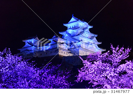兵庫　姫路城天守閣と桜ライトアップ 31467977