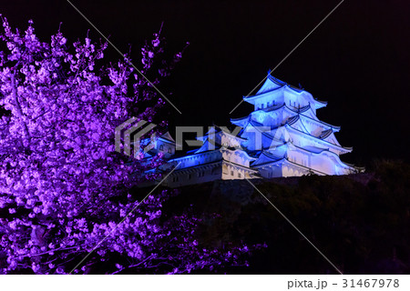兵庫　姫路城天守閣と桜ライトアップ 31467978