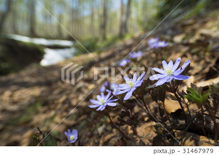 キクザキイチゲ(菊咲一華) 31467979