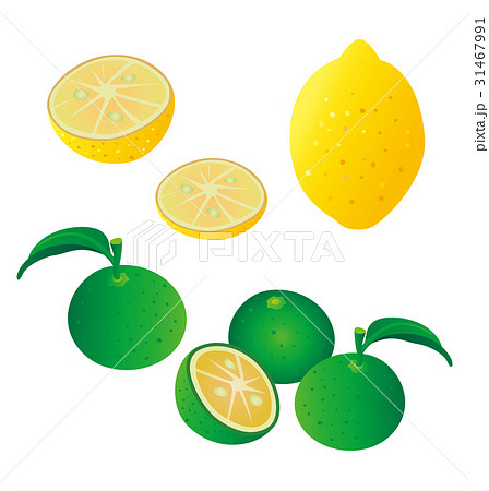 レモン 柚子 カボス すだちのイラストのイラスト素材 31467991