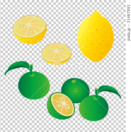 レモン 柚子 カボス すだちのイラストのイラスト素材