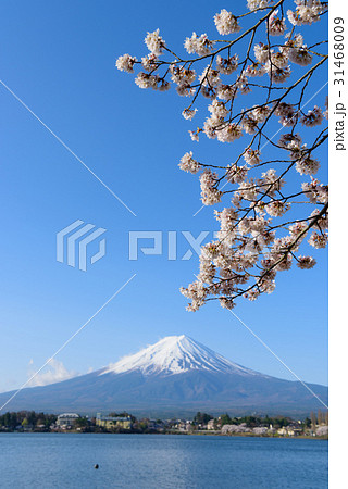 山梨 富士山と河口湖畔の桜 山梨 富士山と河口湖畔の桜 31468009