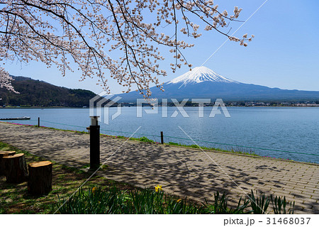山梨　富士山と河口湖畔の桜 31468037