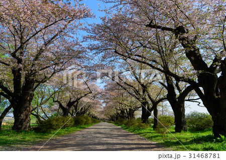 岩手　北上展勝地の桜 31468781