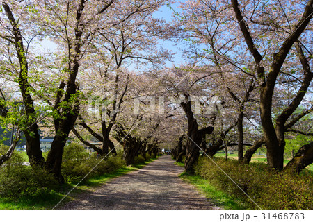 岩手　北上展勝地の桜 31468783