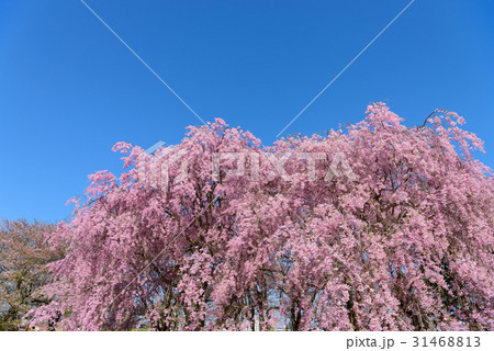 岩手 北上展勝地の桜 シダレザクラ 岩手 北上展勝地の桜 シダレザクラ 31468813