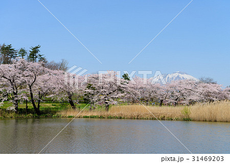 岩手　盛岡　春の高松公園の岩手山 31469203