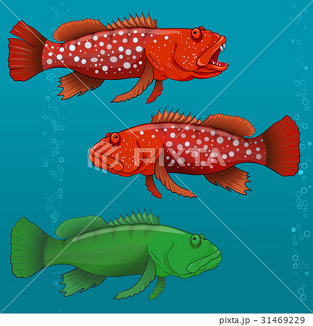 Common Harlequin Fish. Vector illustration 31469229