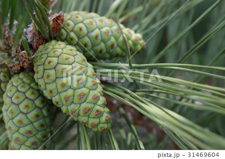 若い松ぼっくり 若い松ぼっくり 31469604