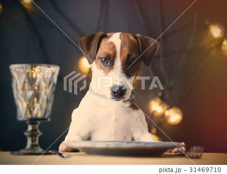dog at the table 31469710