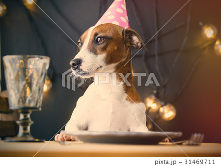 dog in Birthday hat 31469711