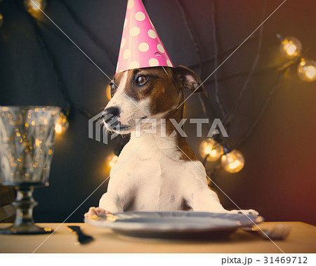 dog in Birthday hat 31469712