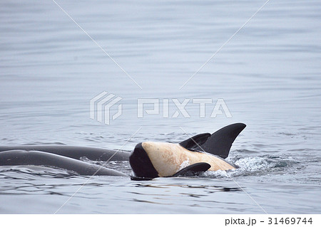 じゃれるシャチの子 31469744