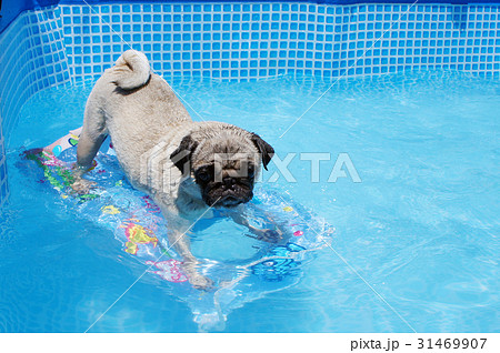 パグの波乗り 31469907