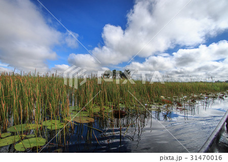 Picture of the landscape in the Okavango delta. 31470016