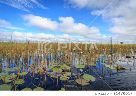 Picture of the landscape in the Okavango delta. 31470017
