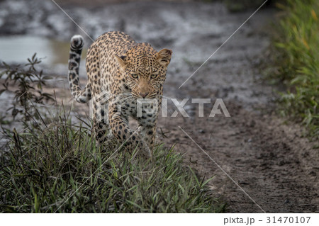 Leopard walking towards the camera. Leopard walking towards the camera. 31470107