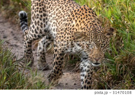Leopard walking towards the camera. Leopard walking towards the camera. 31470108