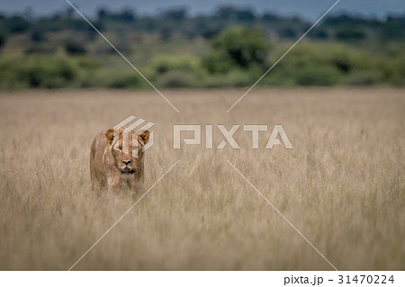 Lion standing in the high grass. Lion standing in the high grass. 31470224