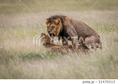 Lion couple mating in the high grass. Lion couple mating in the high grass. 31470313