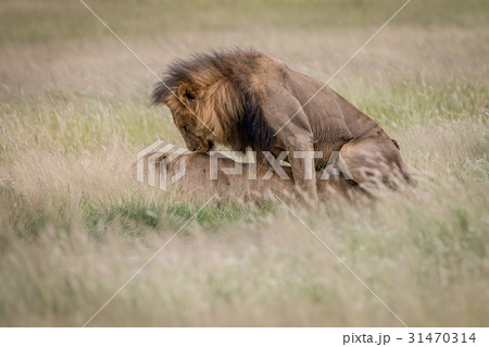 Lion couple mating in the high grass. Lion couple mating in the high grass. 31470314