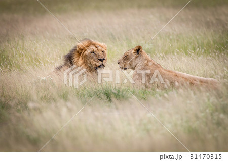 Lion mating couple laying in the high grass. Lion mating couple laying in the high grass. 31470315