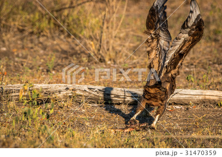Juvenile Bateleur flying away. Juvenile Bateleur flying away. 31470359
