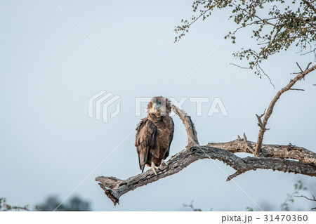Juvenile Bateleur sitting on a branch. Juvenile Bateleur sitting on a branch. 31470360