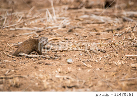 Dwarf mongoose walking in the sand. Dwarf mongoose walking in the sand. 31470361