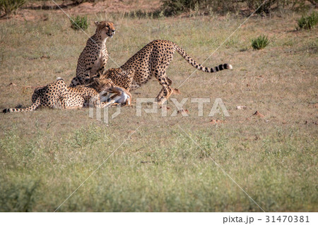 Cheetahs with a Springbok kill in Kgalagadi. Cheetahs with a Springbok kill in Kgalagadi. 31470381