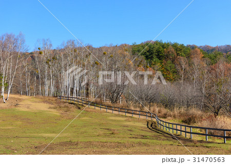 長野 秋の開田高原 木曽馬の里 長野 秋の開田高原 木曽馬の里 31470563