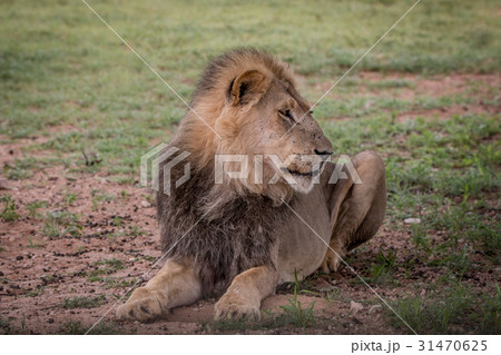 Big male Lion laying in the grass. Big male Lion laying in the grass. 31470625