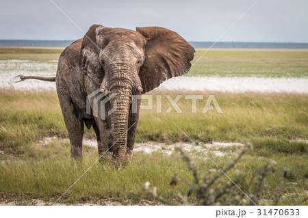 Big Elephant bull walking towards the camera. Big Elephant bull walking towards the camera. 31470633