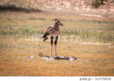Secretary bird standing at a kill. Secretary bird standing at a kill. 31470636