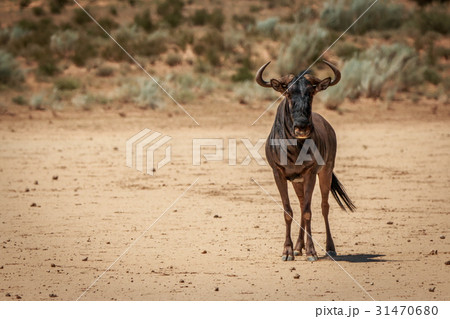Blue wildebeest starring at the camera. Blue wildebeest starring at the camera. 31470680