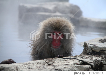 地獄谷の温泉猿 31470834