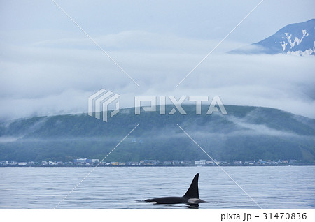 知床の海を泳ぐシャチ 知床の海を泳ぐシャチ 31470836