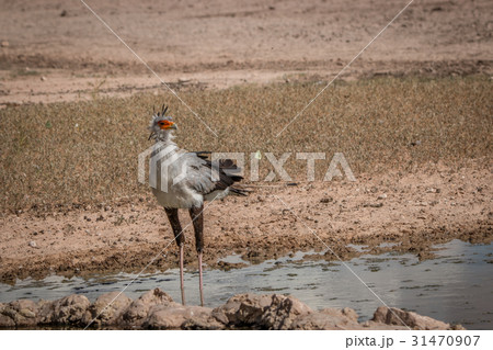 Secretary bird standing at a waterhole. 31470907