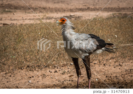 Secretary bird standing at a waterhole. 31470913