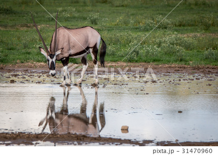 Gemsbok drinking from a pool of water. Gemsbok drinking from a pool of water. 31470960