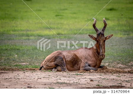 Red hartebeest rubbing it self in the mud. Red hartebeest rubbing it self in the mud. 31470964