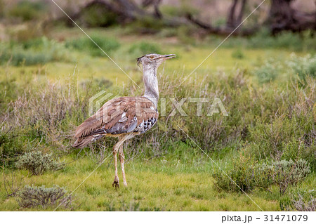 Kori bustard walking in the grass. 31471079