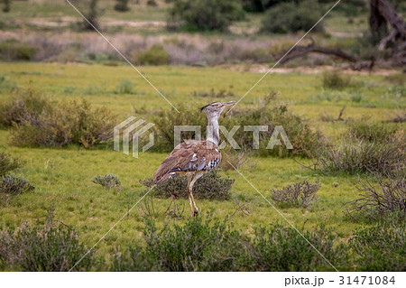 Kori bustard walking in the grass. 31471084