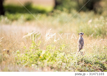 Meerkat on the lookout in the Kgalagadi. 31471103